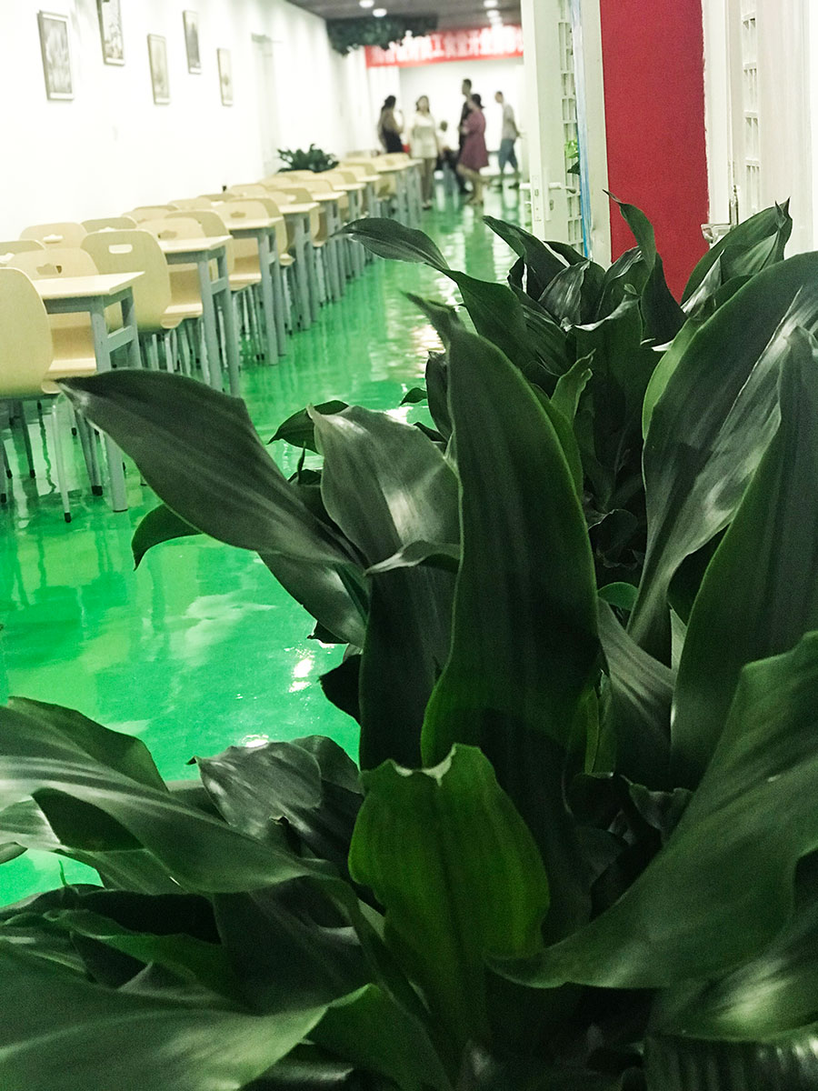 香港六宝曲资料大全
