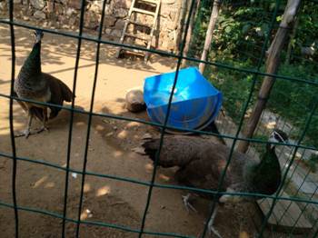 香港六宝曲资料大全